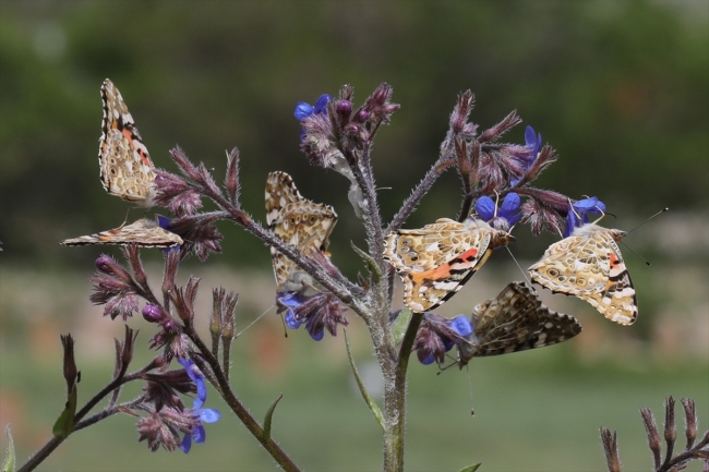 Diken kelebeklerinin Türkiye'deki göç rotaları belli oldu