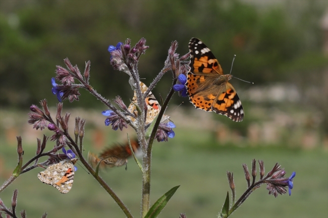 Diken kelebeklerinin Türkiye'deki göç rotaları belli oldu