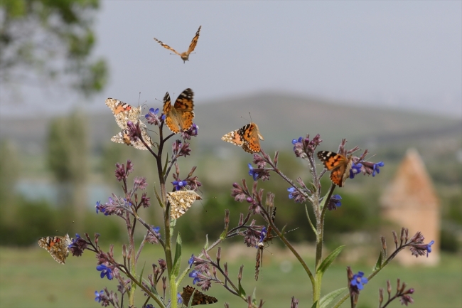 Diken kelebeklerinin Türkiye'deki göç rotaları belli oldu
