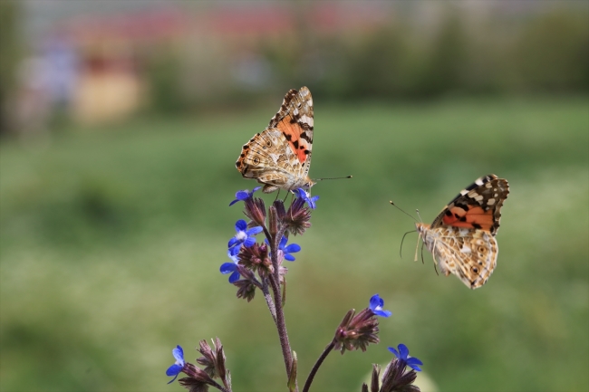 Diken kelebeklerinin Türkiye'deki göç rotaları belli oldu