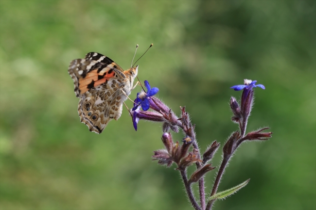 Diken kelebeklerinin Türkiye'deki göç rotaları belli oldu