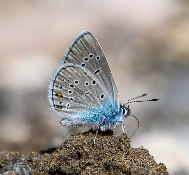 Bahar müjdesi kelebekeler fotoğrafçıların ilgi odağı