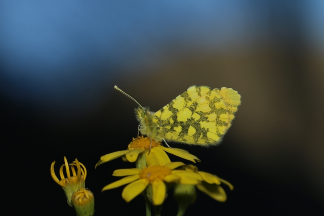 Bahar müjdesi kelebekeler fotoğrafçıların ilgi odağı