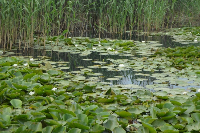 Eber Gölü'ndeki "lotus" manzarası görsel şölen sunuyor