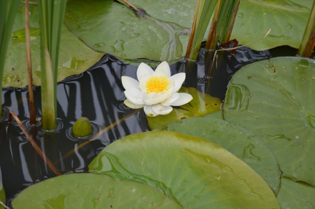 Eber Gölü'ndeki "lotus" manzarası görsel şölen sunuyor