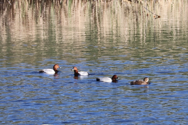 Van Gölü Havzası artık daha çok kuşun yuvası