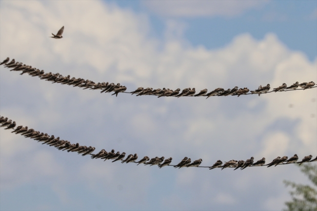 Van Gölü Havzası artık daha çok kuşun yuvası
