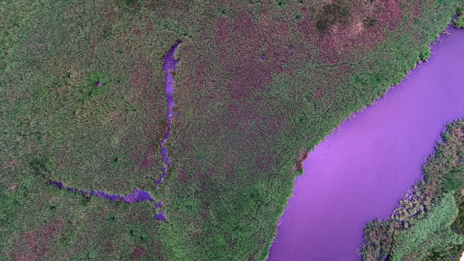 Yeşilin farklı tonlarını buluşturan İğneada Longozu
