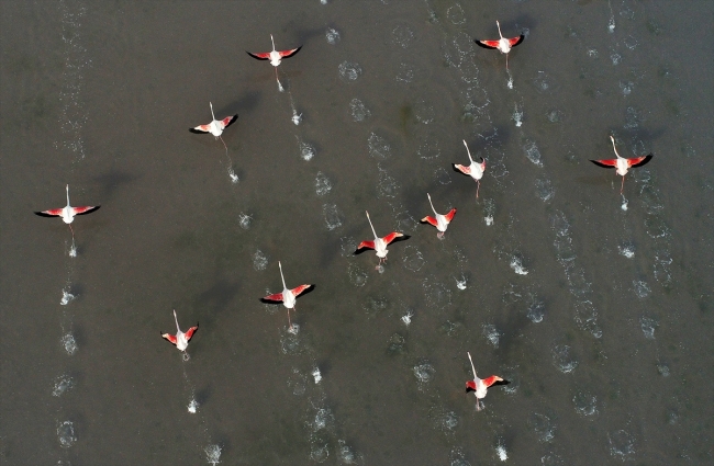 Tuz Gölü her yıl binlerce flamingoya ev sahipliği yapıyor