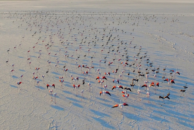 Tuz Gölü her yıl binlerce flamingoya ev sahipliği yapıyor