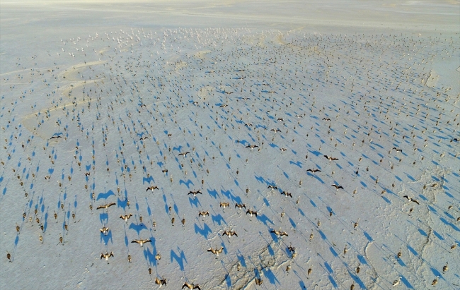 Tuz Gölü her yıl binlerce flamingoya ev sahipliği yapıyor