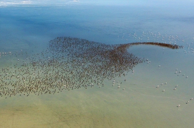 Tuz Gölü her yıl binlerce flamingoya ev sahipliği yapıyor