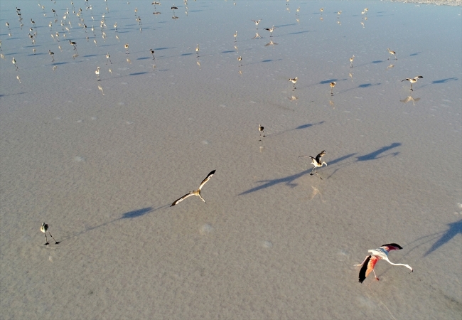 Tuz Gölü her yıl binlerce flamingoya ev sahipliği yapıyor