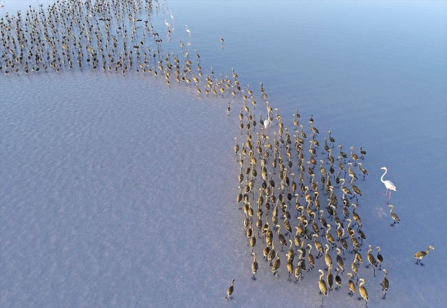 Tuz Gölü her yıl binlerce flamingoya ev sahipliği yapıyor