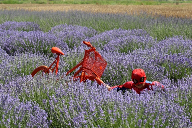 Edirne'nin mor tarlaları