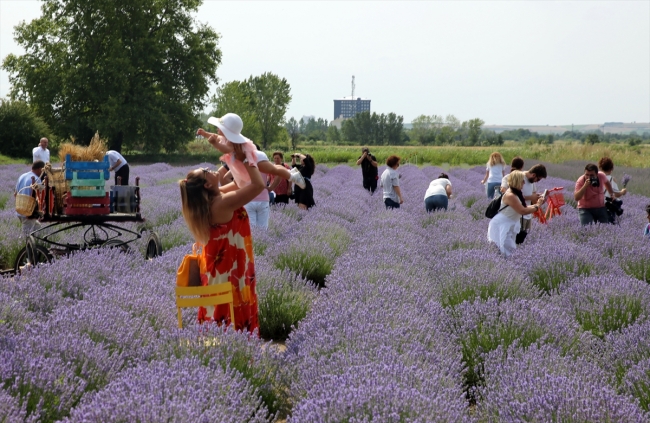 Edirne'nin mor tarlaları