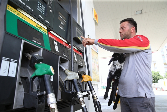 Benzin istasyonunun sevimli kuzusu "Merinos"