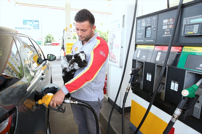 Benzin istasyonunun sevimli kuzusu "Merinos"