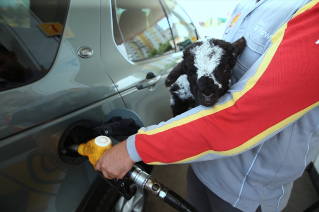 Benzin istasyonunun sevimli kuzusu "Merinos"