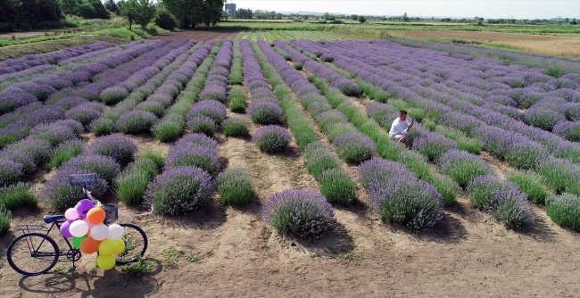 Edirne'nin mor tarlaları