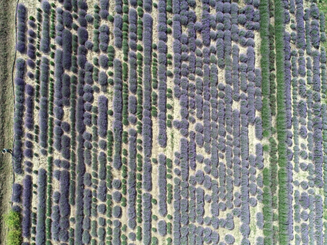 Edirne'nin mor tarlaları