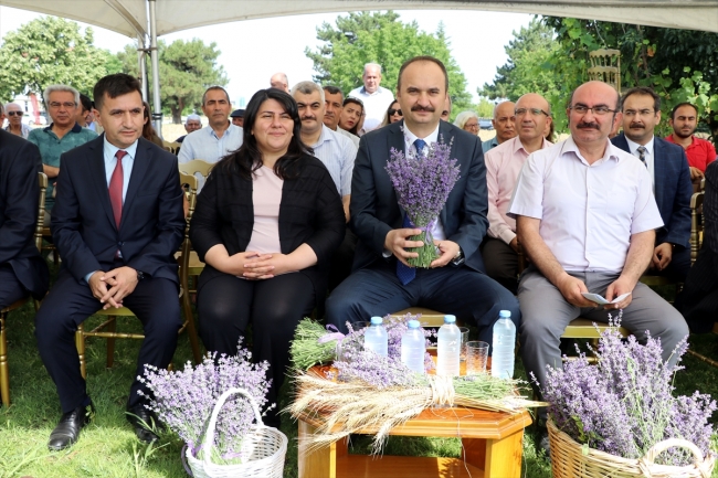 Edirne'nin mor tarlaları