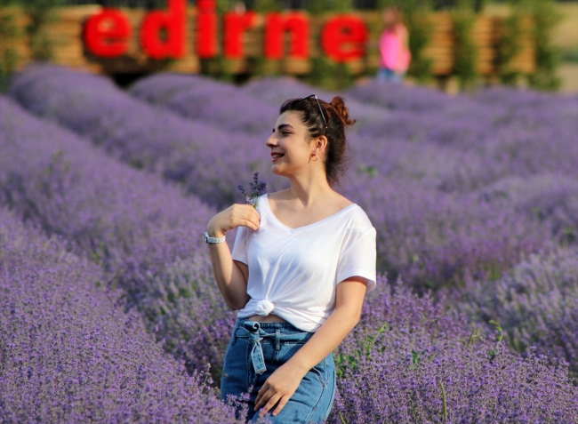 Edirne'ye binlerce turist çeken lavantalar