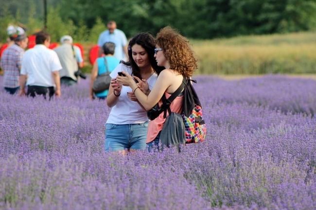 Edirne'ye binlerce turist çeken lavantalar