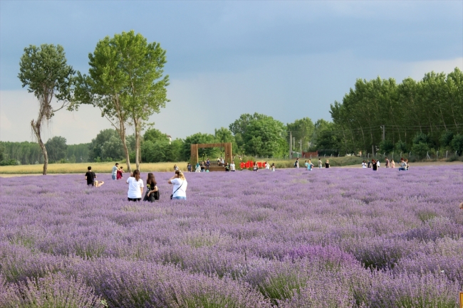 Edirne'ye binlerce turist çeken lavantalar