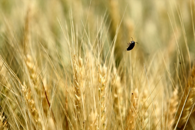Kuraklığa dayanıklı buğdaylar tanıtıldı