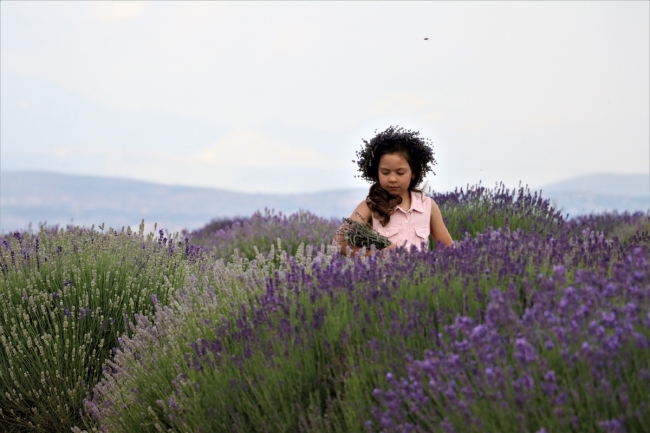 "Lavanta Kokulu Köy" sezona hazır
