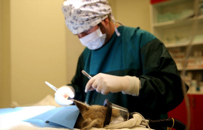 Yaralı bulunan tilkiye ameliyat