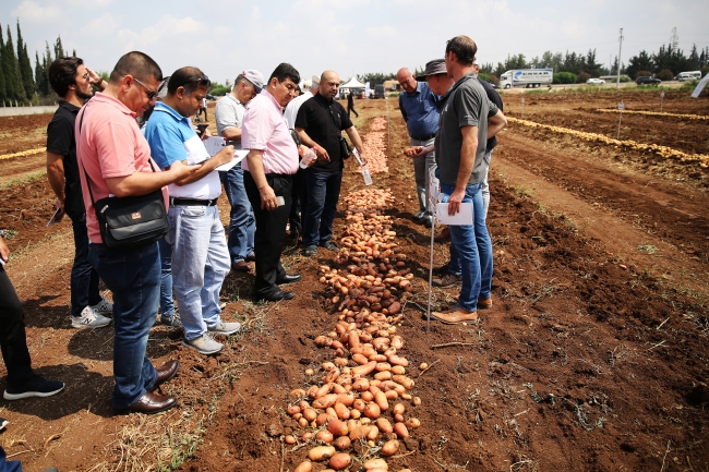 Yerli patates cinsi "Nahita" görücüye çıktı