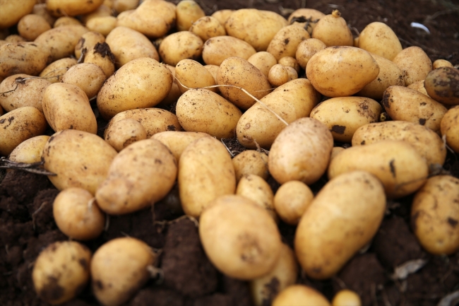 Yerli patates cinsi "Nahita" görücüye çıktı