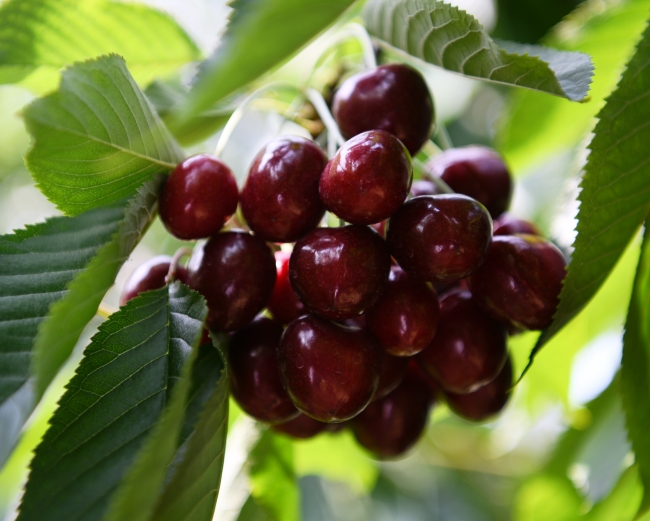 Çanakkaleli meyve üreticisinin yeni gözdesi "Alman kirazı"