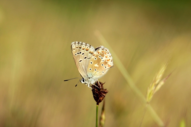 Ovacık kelebeklerle şenlendi