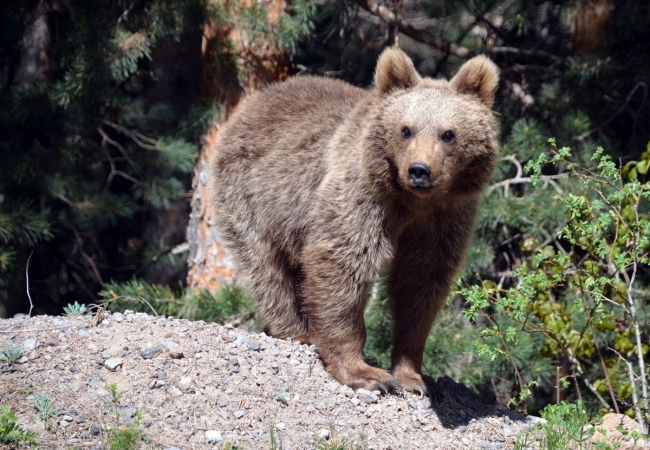 Sarıkamış'ın sarıçam ormanları içinde yaban hayatı