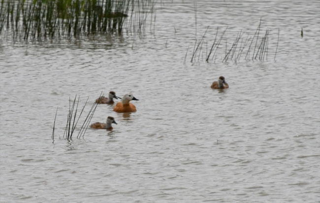 Sarıkamış'ın sarıçam ormanları içinde yaban hayatı