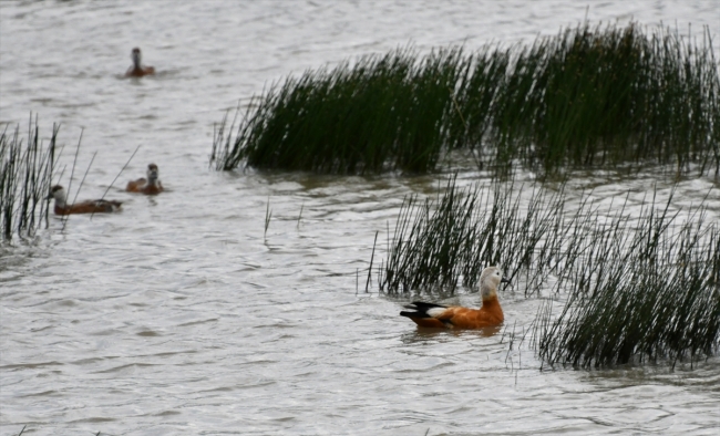 Sarıkamış'ın sarıçam ormanları içinde yaban hayatı