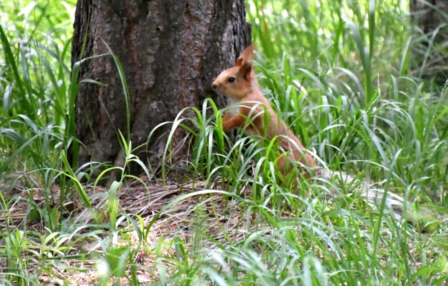 Sarıkamış'ın sarıçam ormanları içinde yaban hayatı