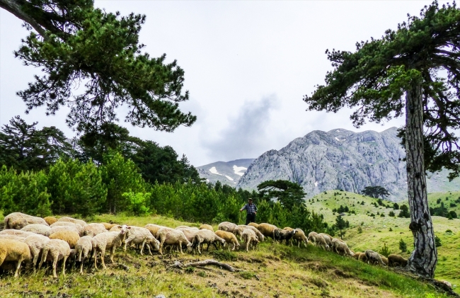Yarım asırdır aynı yaylaya göçüyorlar