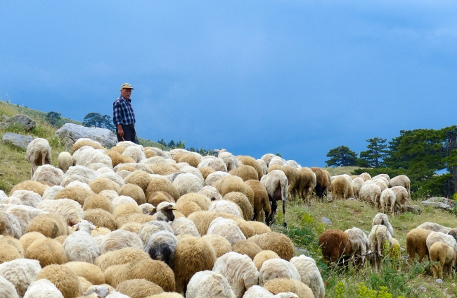 Yarım asırdır aynı yaylaya göçüyorlar
