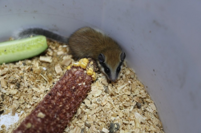 Çantasından "yediuyur" çıktı