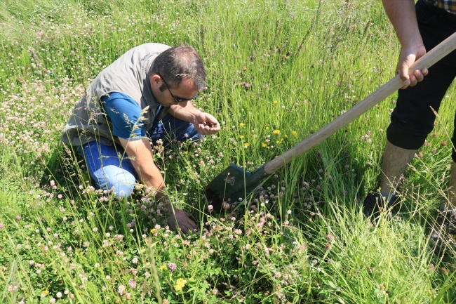 Ağrı'da kaçak salep soğanı toplayan kişiye 60 bin lira ceza