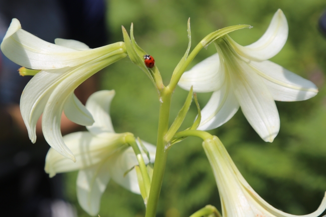 Bu zambağı koparmanın cezası 60 bin lira