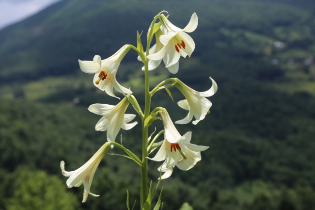 Bu zambağı koparmanın cezası 60 bin lira