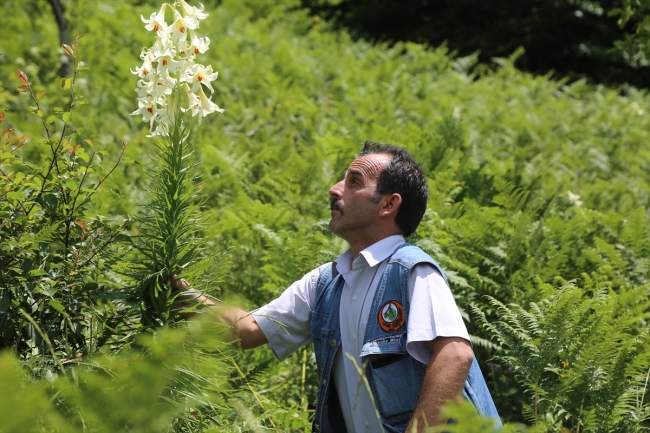 Bu zambağı koparmanın cezası 60 bin lira