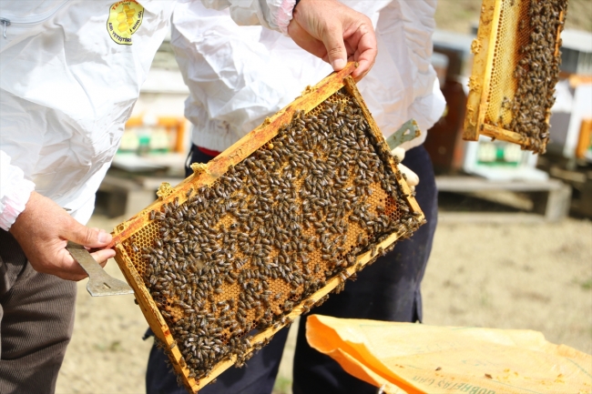 Tekirdağlı çiftçilerin çalışmasıyla arı ölümleri yüzde 80 azaldı