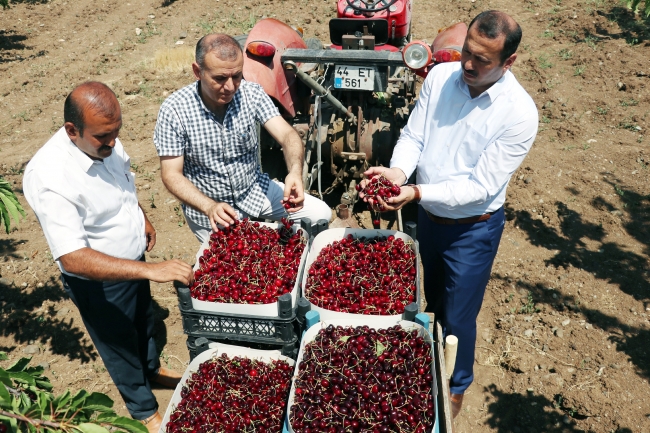 Elazığ'da kiraz hasadı şenliği
