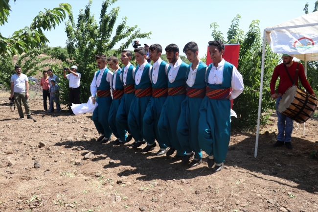 Elazığ'da kiraz hasadı şenliği